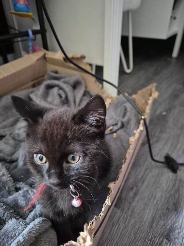 5 british short hair kittens for sale - Image 6 of 6