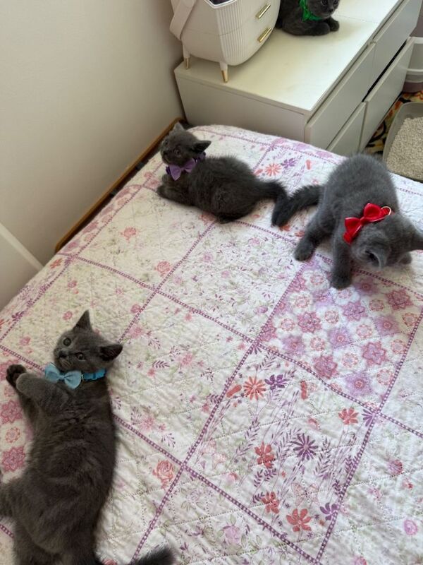 5 british short hair kittens Ready to new home