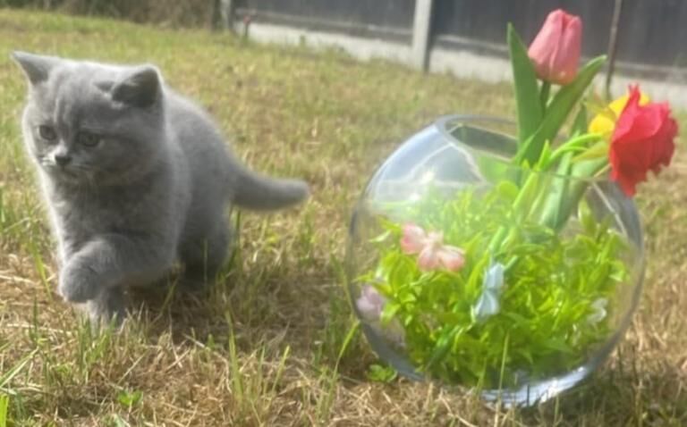 British Shorthair Kittens For Sale