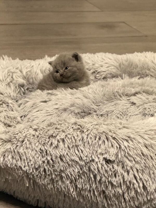 5 British Shorthair Kittens For Sale! - Image 2 of 5