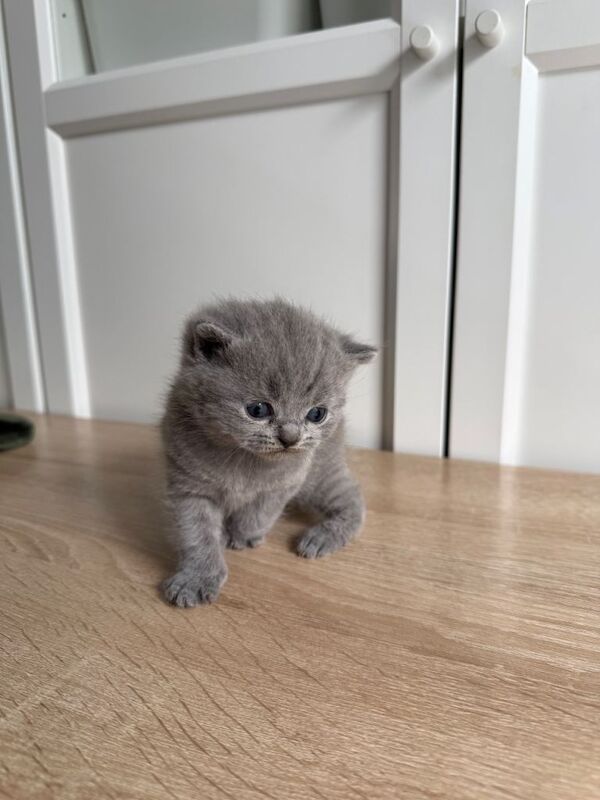 5 British Shorthair Kittens For Sale! - Image 3 of 5