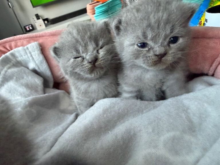 5 British Shorthair Kittens For Sale! - Image 4 of 5