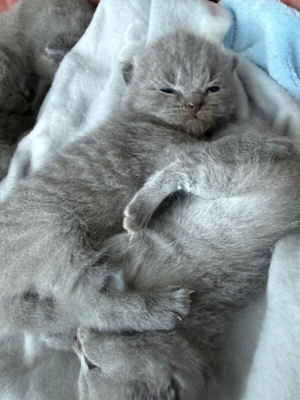 5 British Shorthair Kittens For Sale! - Image 5 of 5