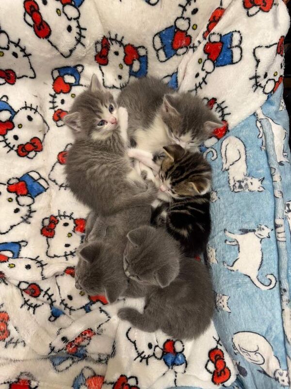 5 Fluffballs for sale - Image 2 of 6