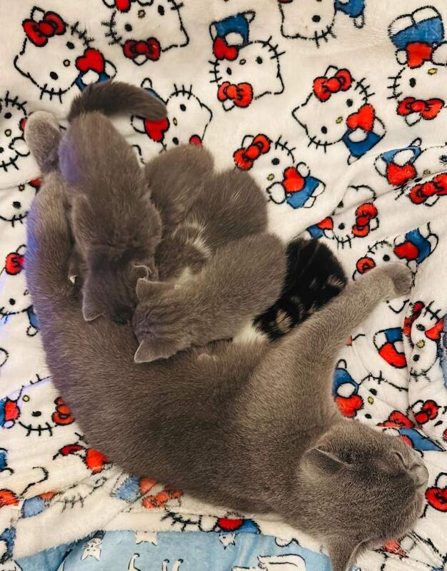 5 Fluffballs for sale - Image 3 of 6