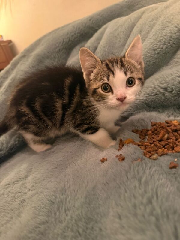 5 Fluffballs for sale - Image 4 of 6