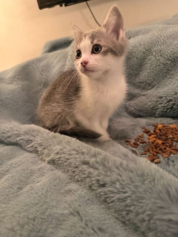 5 Fluffballs for sale - Image 5 of 6