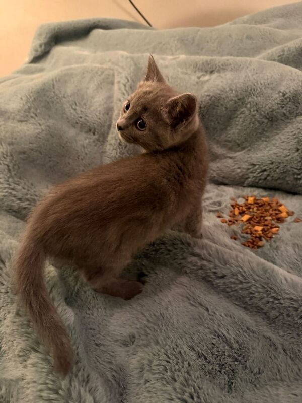 5 Fluffballs for sale - Image 6 of 6