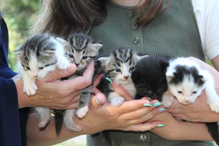 British Shorthair Kittens For Sale Under £300
