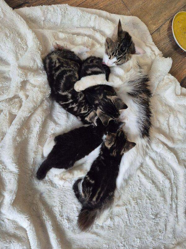 5 friendly kittens ready for their forever homes - Image 2 of 5