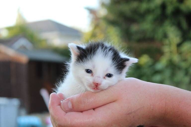 5 friendly kittens ready for their forever homes - Image 3 of 5