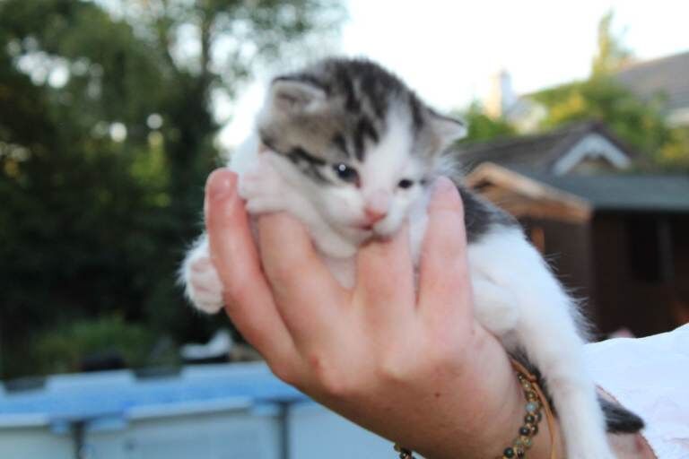 5 friendly kittens ready for their forever homes - Image 4 of 5