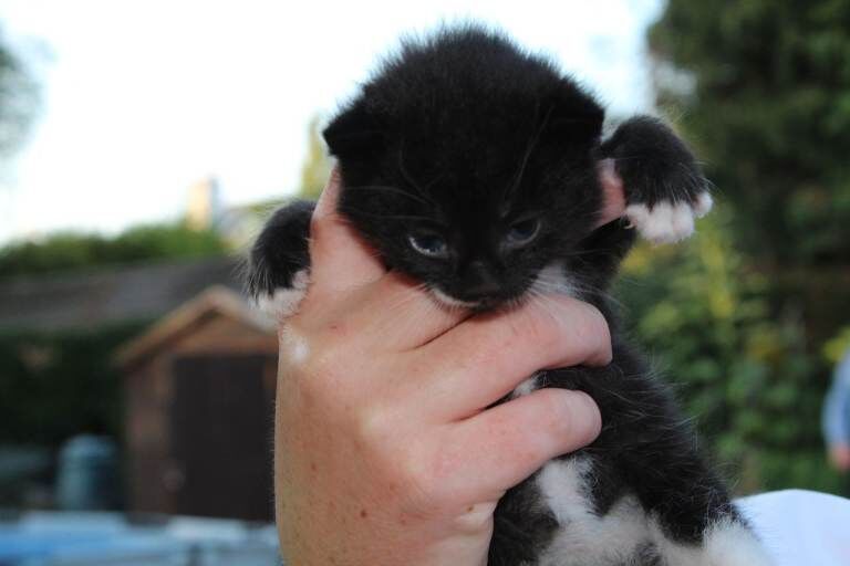 5 friendly kittens ready for their forever homes - Image 5 of 5