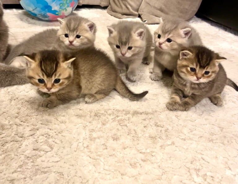 5 gorgeous Brittish shorthair kittens for sale in Southgate, Greater London