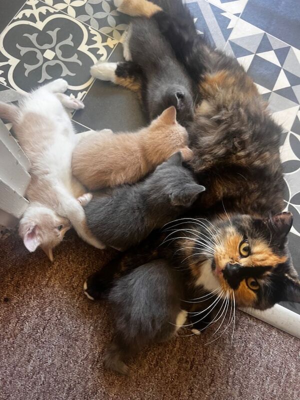 5 half British short haired kittens
