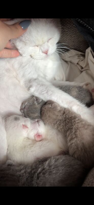 British Shorthair Kittens For Sale