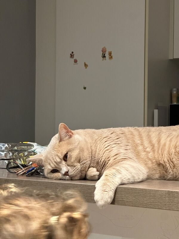 5 kitten british short hair - Image 2 of 3