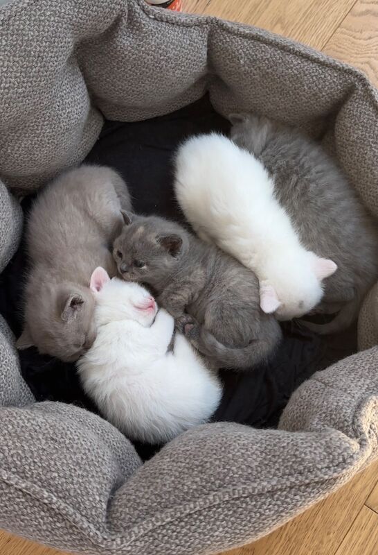 5 kitten british short hair - Image 3 of 3