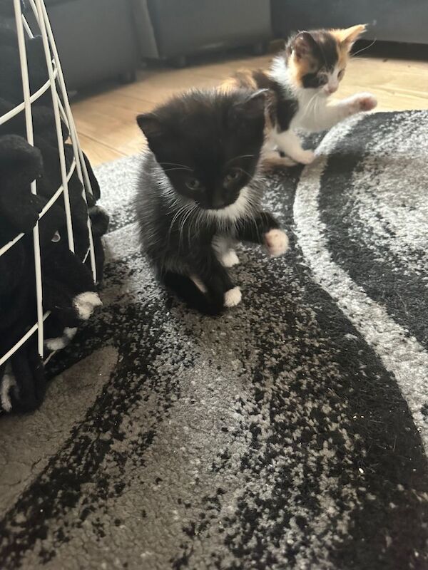 British Shorthair Kittens For Sale