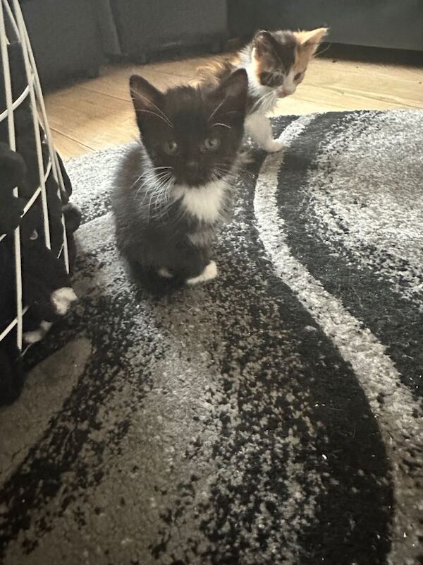 5 kittens for sale - Image 2 of 5