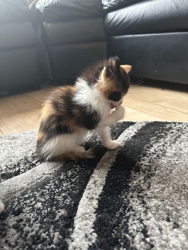 5 kittens for sale - Image 3 of 5