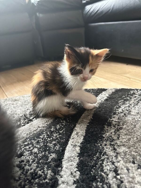 5 kittens for sale - Image 4 of 5