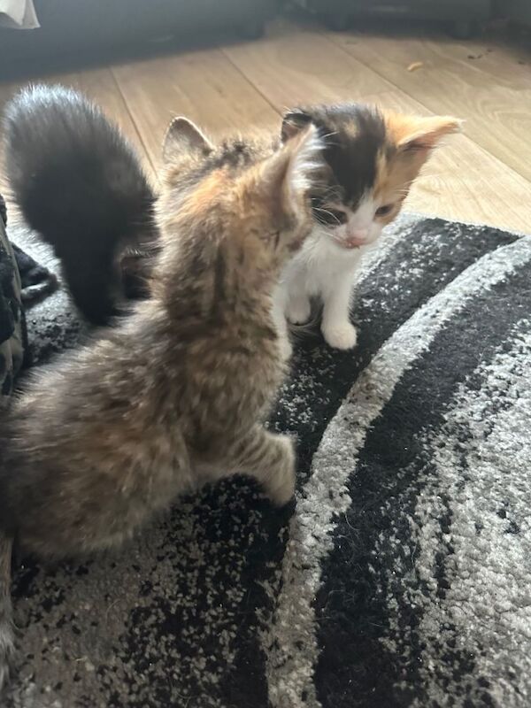 5 kittens for sale - Image 5 of 5