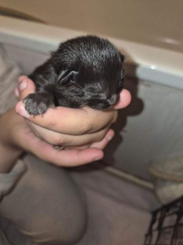 5 kittens for sale