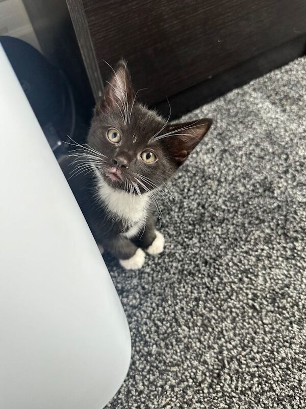 5 kittens ready for a new family - Image 2 of 6