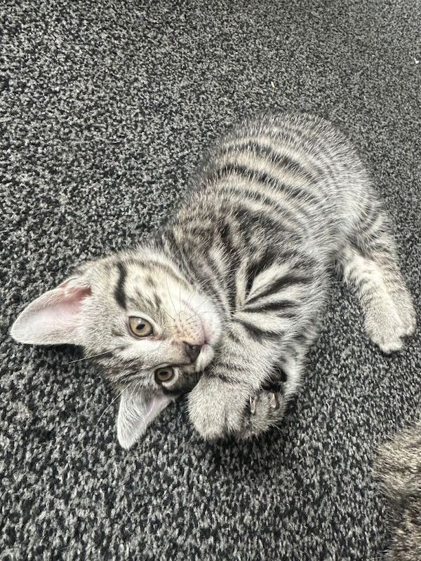 5 kittens ready for a new family - Image 3 of 6