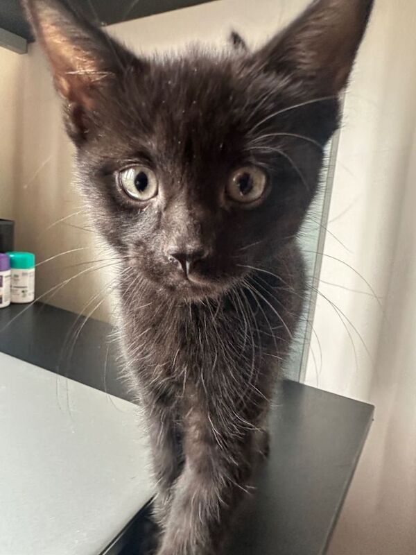 5 kittens ready for a new family - Image 5 of 6