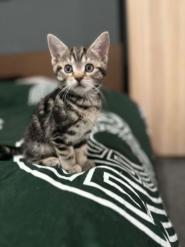 5 kittens ready for a new family - Image 6 of 6