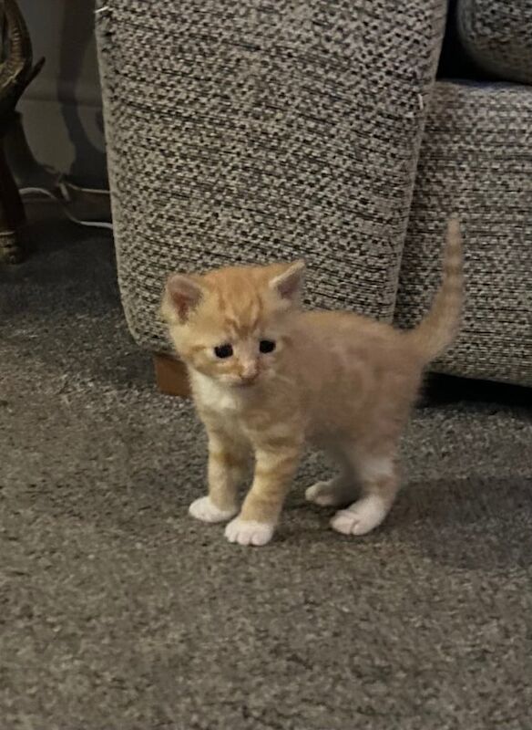 British Shorthair kittens for sale in Hyde, Greater Manchester – 4 weeks old