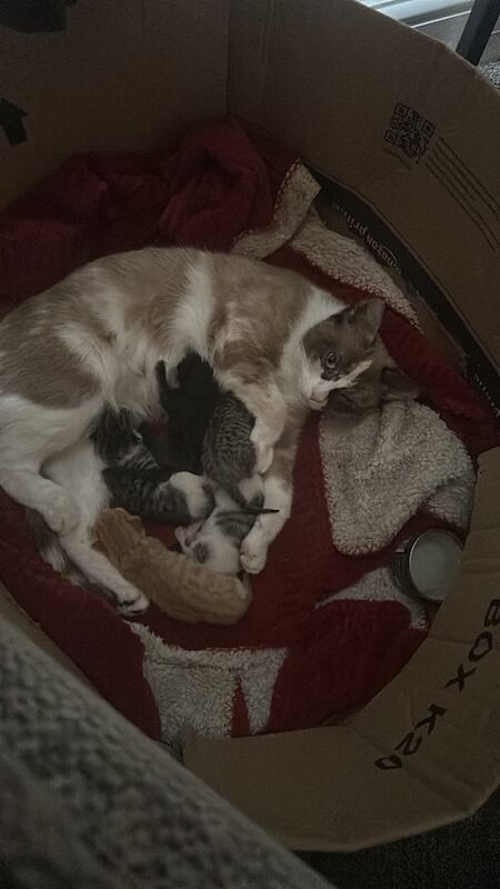 British Shorthair kittens for sale in Hyde, Greater Manchester – 4 weeks old - Image 3 of 3