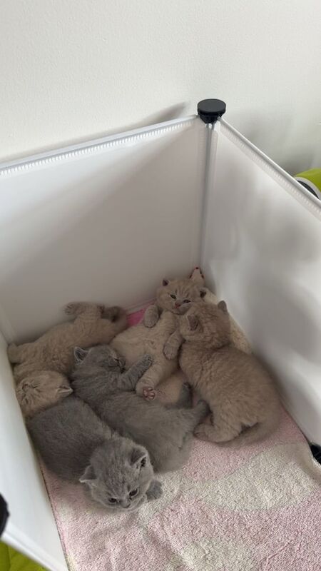 British Shorthair kittens for sale in Beckton, Greater London – 8 weeks old
