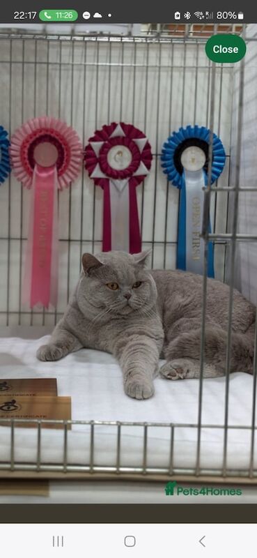 British Shorthair kittens for sale in Beckton, Greater London – 8 weeks old - Image 2 of 6