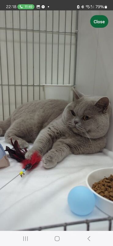 British Shorthair kittens for sale in Beckton, Greater London – 8 weeks old - Image 3 of 6