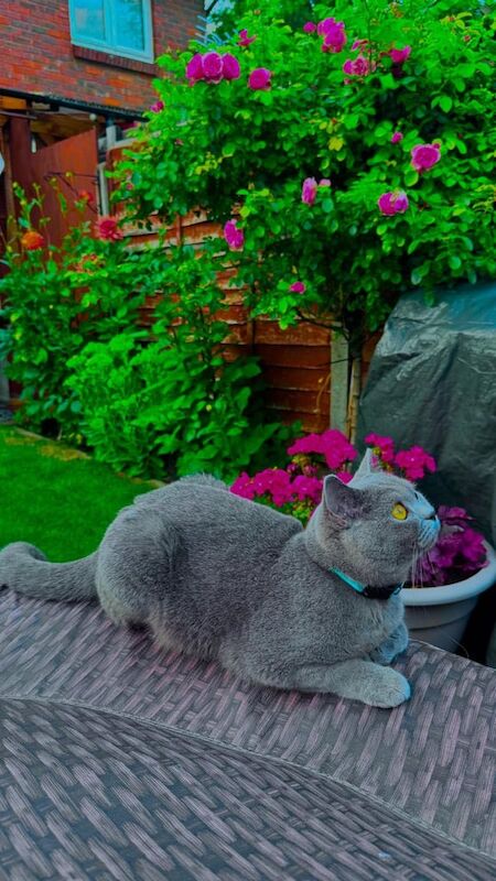 British Shorthair kittens for sale in Beckton, Greater London – 8 weeks old - Image 4 of 6