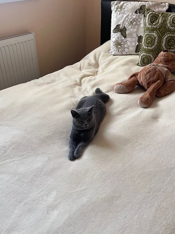 British Shorthair kittens for sale in Beckton, Greater London – 8 weeks old - Image 5 of 6