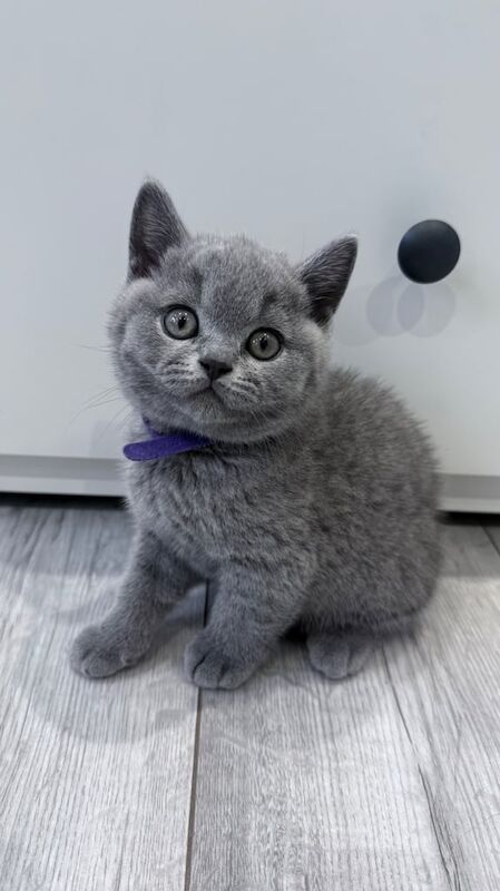 British Shorthair kittens for sale in Beckton, Greater London – 8 weeks old - Image 6 of 6