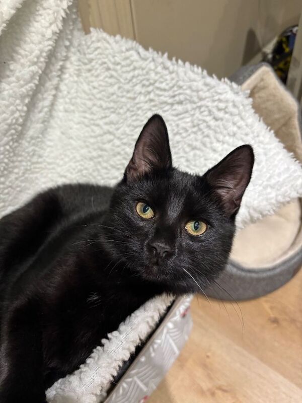 British Shorthair kittens for sale in Chandler's Ford, Hampshire – 4 months old