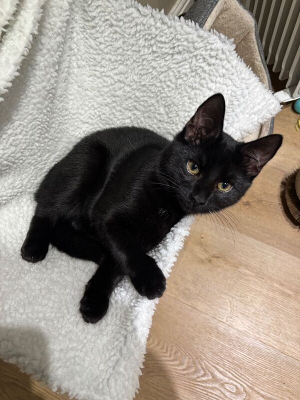 British Shorthair kittens for sale in Chandler's Ford, Hampshire – 4 months old - Image 2 of 2