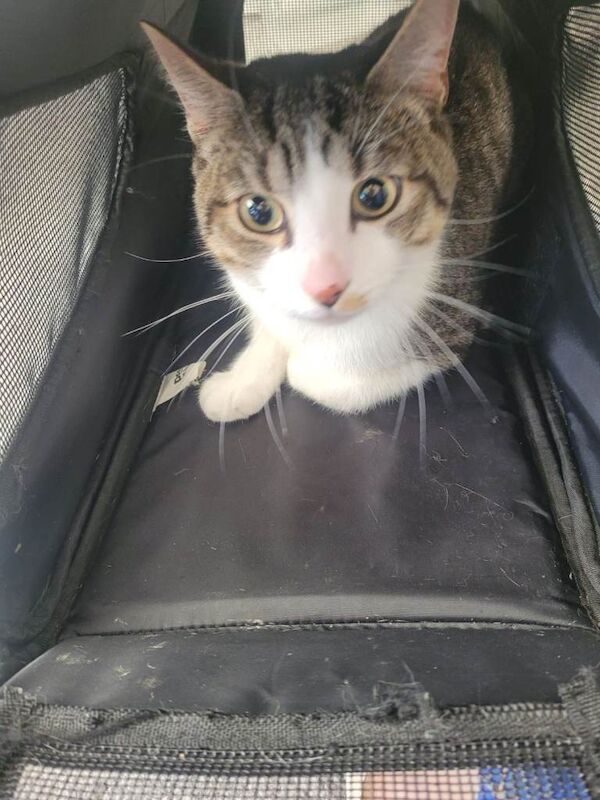 5 month old kitten