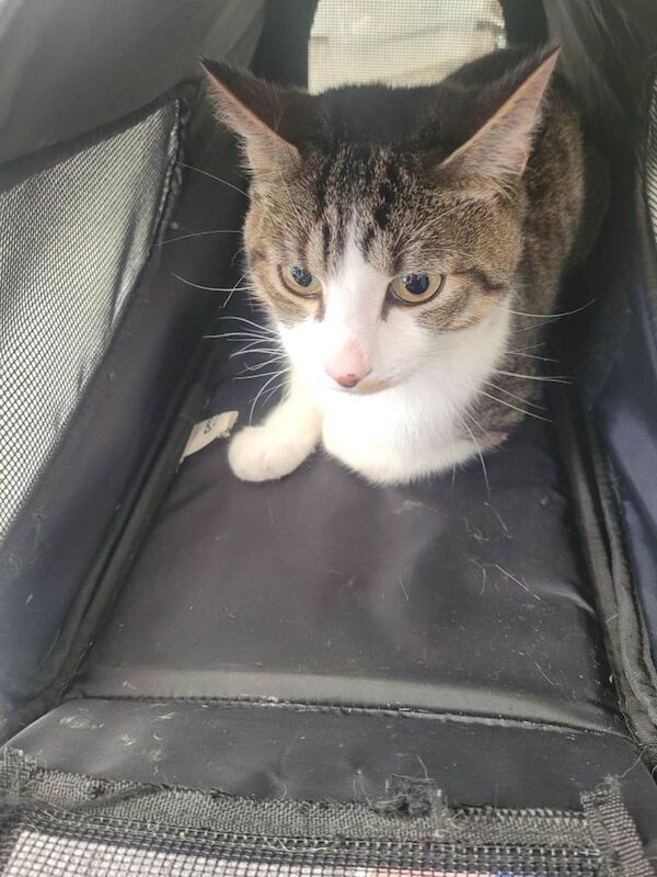 5 month old kitten - Image 2 of 5