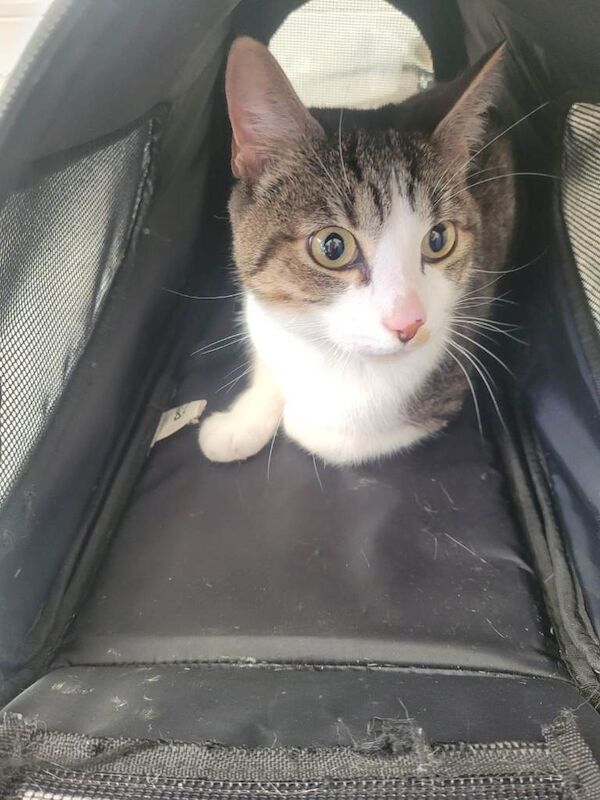 5 month old kitten - Image 3 of 5
