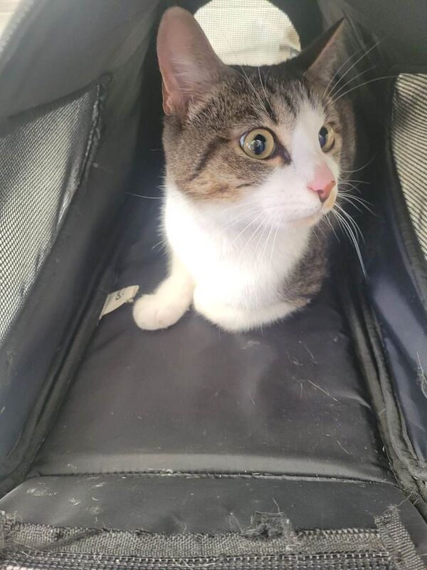 5 month old kitten - Image 4 of 5