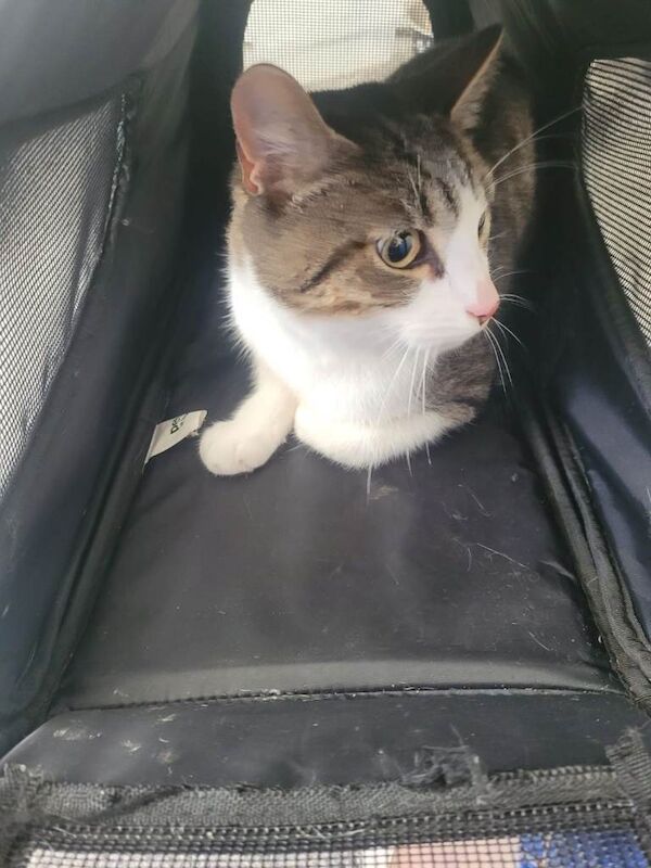 5 month old kitten - Image 5 of 5