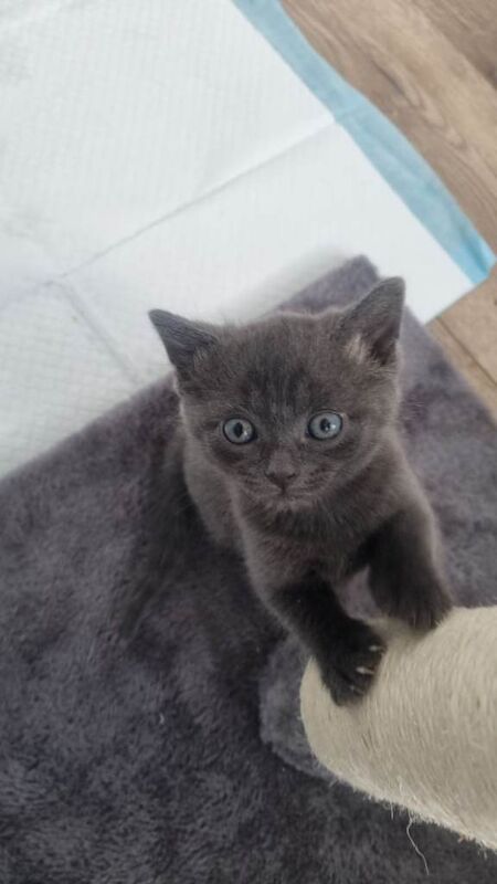 British Shorthair Kittens For Sale