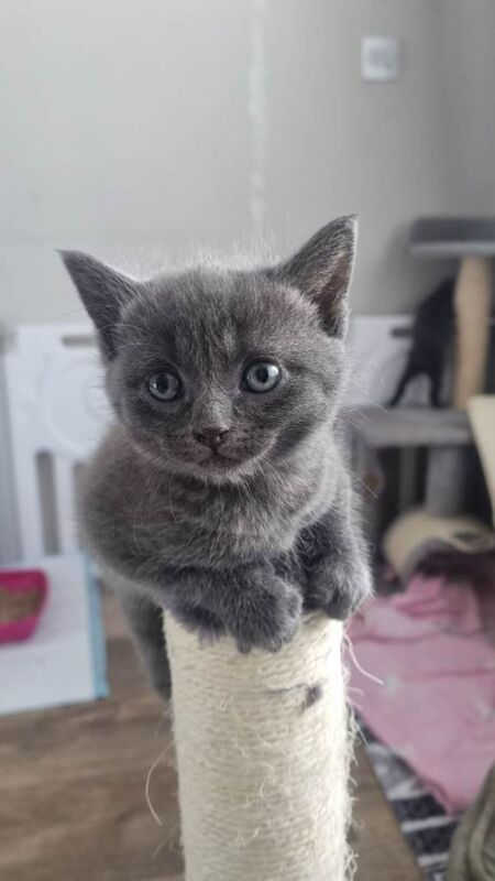 5week old British shorthair/ragdoll crossbreed £400-£500 - Image 2 of 6