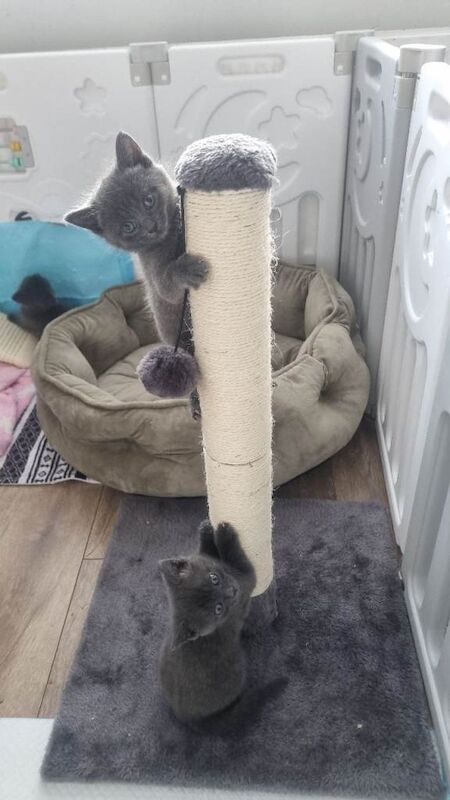 5week old British shorthair/ragdoll crossbreed £400-£500 - Image 3 of 6